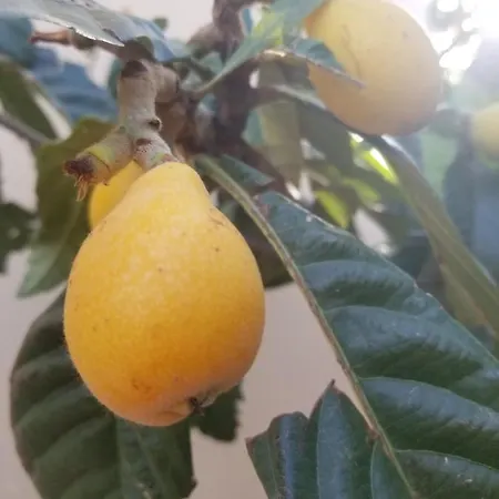 Xani Appartamento Himare