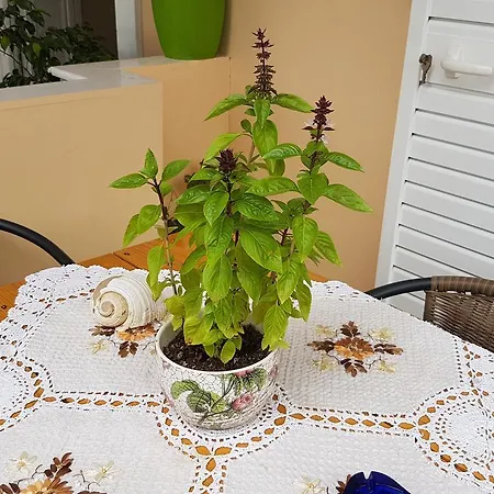 Xani Apartamento