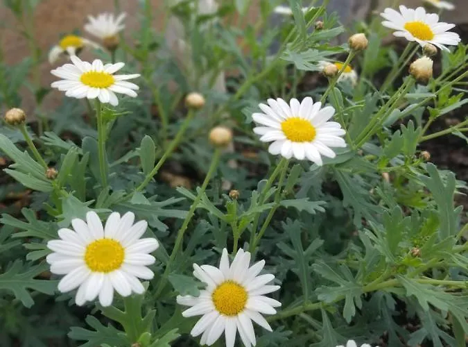 Апартаменты Xani