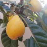 Xani Appartement Himarë