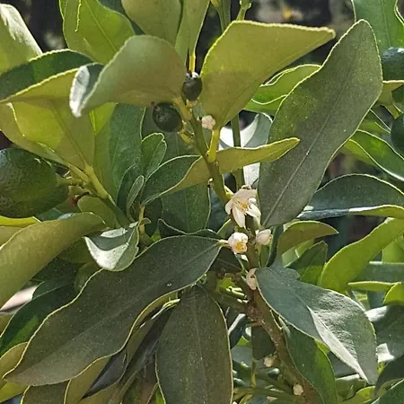 Appartamento Xani