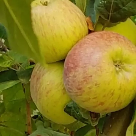 Appartamento Xani *